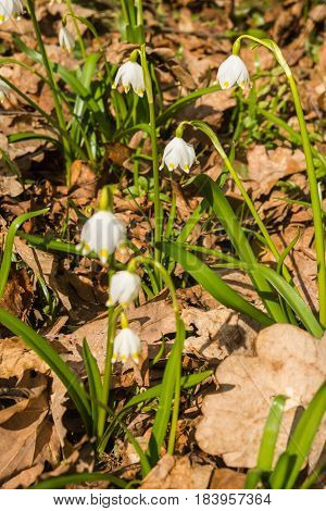 Appearence Of Young White Spring Flowers From Under Last Year`s Dry Leaves