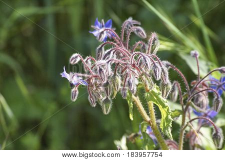 flower of borago in a meadow in la spezia
