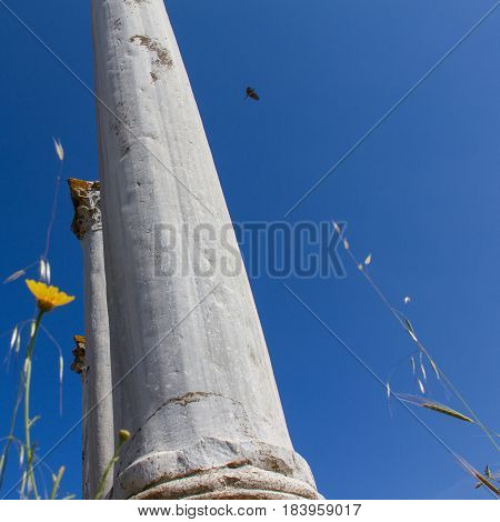 Low angle photo of ancient columns and a daisy at Salamis ruins in Cyprus- square format