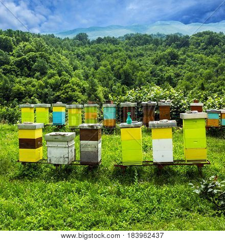 Bee hives on meadow in countryside of Montenegro.