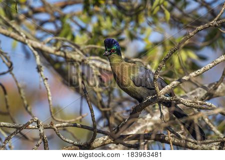 Purple-crested turaco in Kruger national park, South Africa ; Specie Gallirex porphyreolophus family of Musophagidae