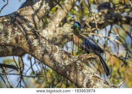 Purple-crested turaco in Kruger national park, South Africa ; Specie Gallirex porphyreolophus family of Musophagidae