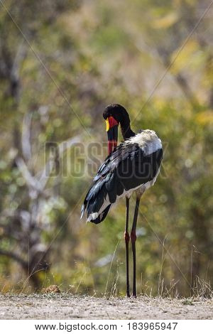 Saddle-billed stork in Kruger national park, South Africa ; Specie Ephippiorhynchus senegalensis family of Ciconiidae