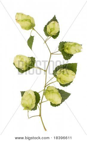 Hop isoliert