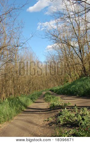 Frühling-Wald