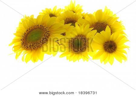 Sonnenblumen isoliert