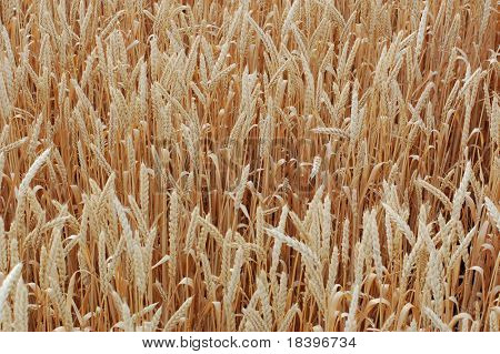 Weizen-Hintergrund