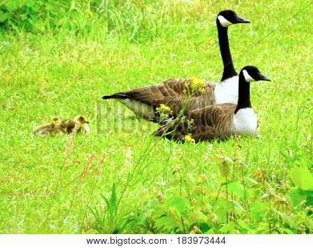 Geese, Canadian Family, Male and Female and new chicks taking a break.