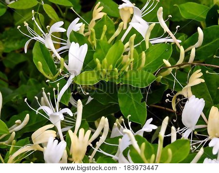 Flowers, Honeysuckle Vines, Fragrant and a Special Treat From Nature.