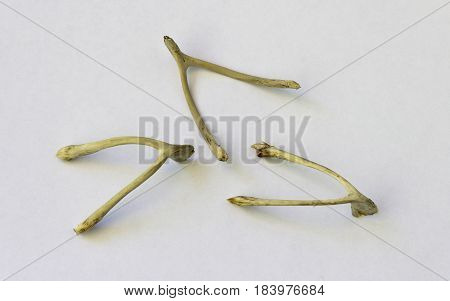 Three lucky wishbones resting on white table top