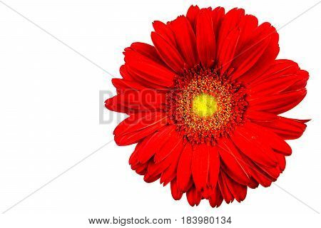 Red gerbera flower with white background detail