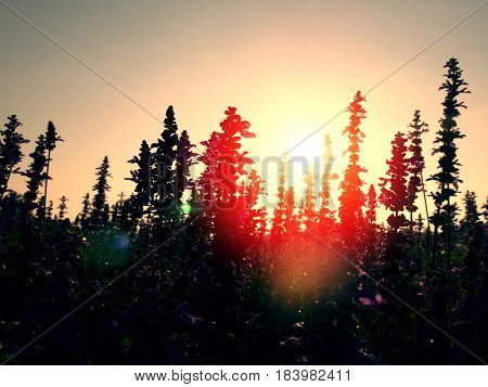 Violet salvia divinorum flowers in a field, backlited