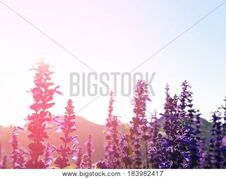 Backlited Violet Flower Field