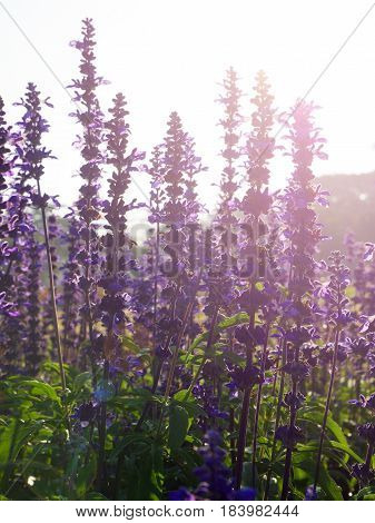 Backlited Violet Flower Field