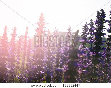 Backlited Violet Flower Field