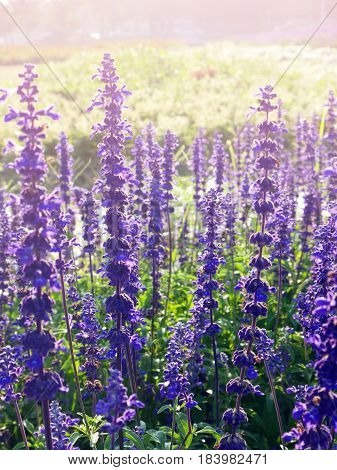 Backlited Violet Flower Field