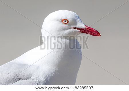 closeup of adult silvergull with red beak and eye ring