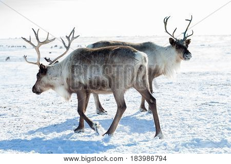 Reindeer grazing in the tundra during winter