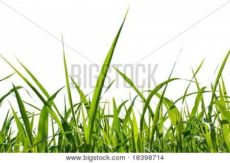 herbe isolé