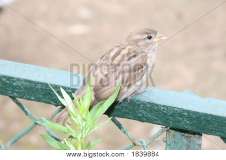Junger Spatz auf einem Zaun sitzend