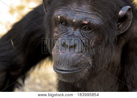 Portrait of a female chimpanzee making eye contact