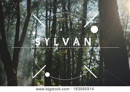 Sylvan Environment Forest Eco Word