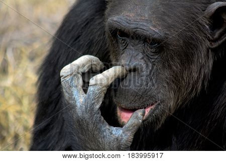 Portrait of a chimpanzee picking his nose