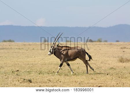 An oryx runs across a grassy plain