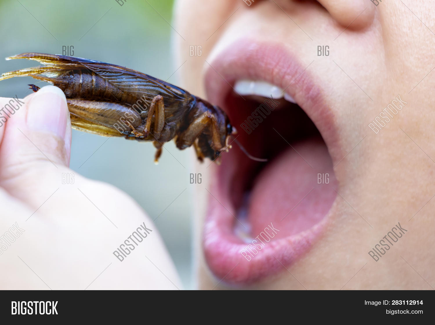 Woman Eating Insect Woman Opening Her Image & Photo (Free Trial) | Bigstock