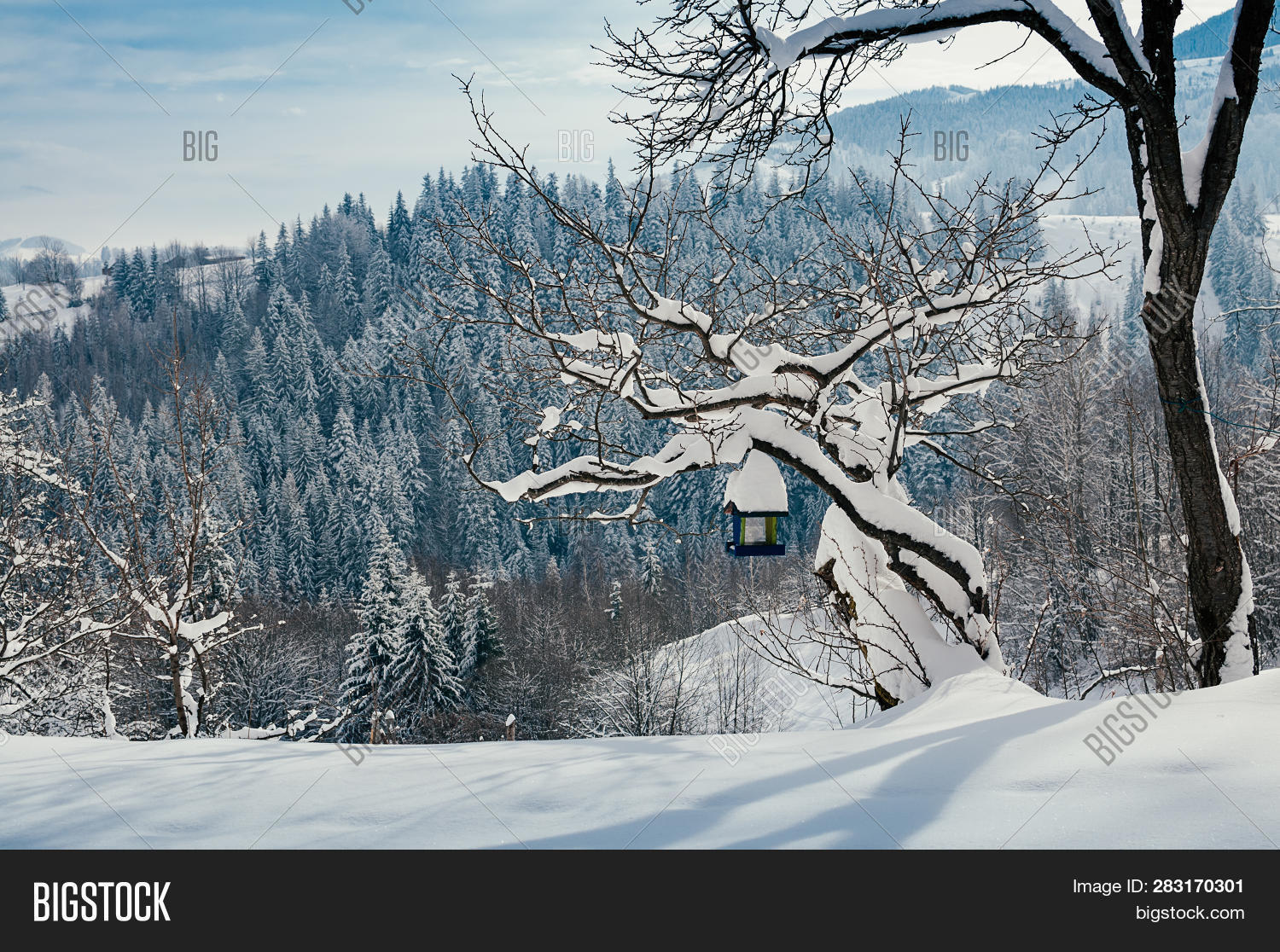 Snow Slope Bird Feeder Image Photo Free Trial Bigstock