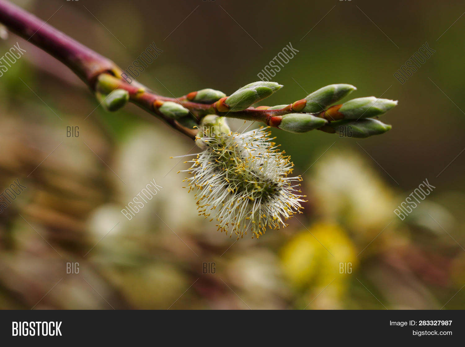 close-pussy-willow-image-photo-free-trial-bigstock