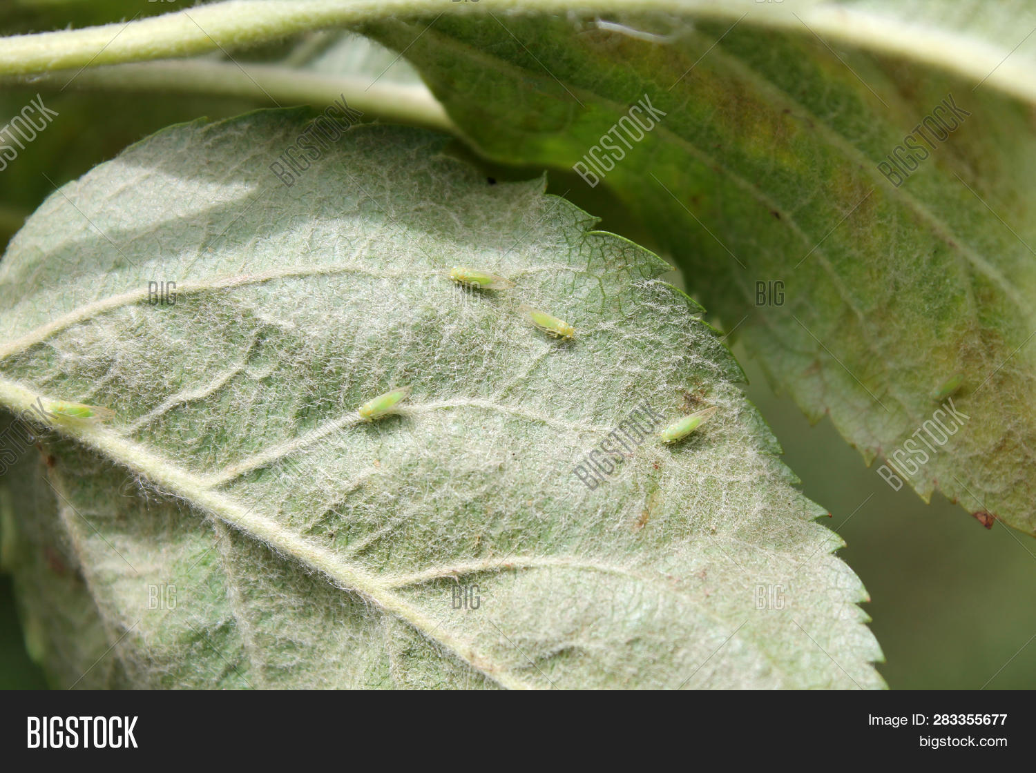 В клетках листьев яблони ночью происходит процесс. Яблоневый хлороз яблони. Фотосинтез листа схема. В клетках листьев яблони ночью происходит процесс. В клетках листьев яблони ночью происходит процесс.