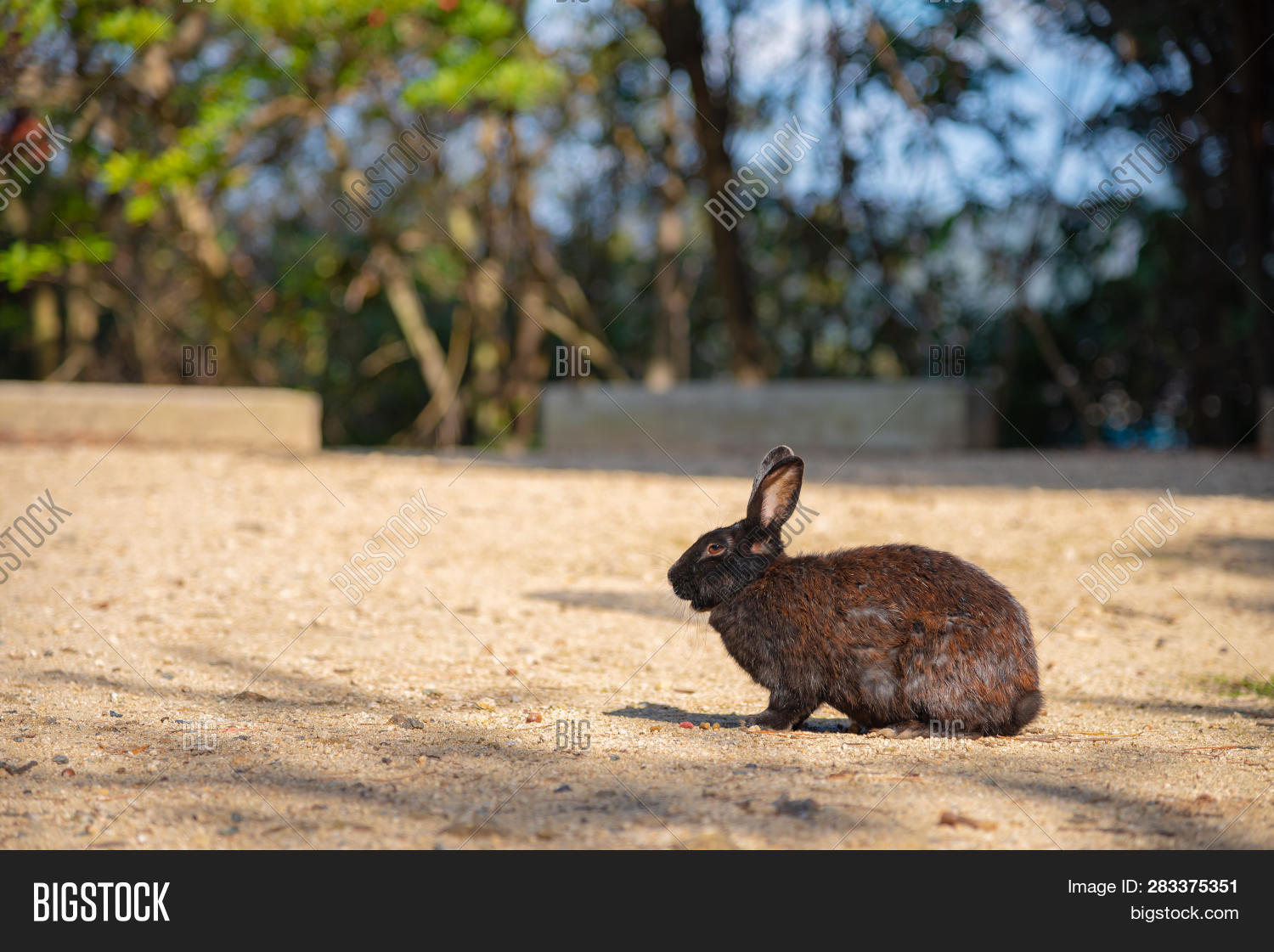 Cute Wild Rabbits On Image & Photo (Free Trial) | Bigstock