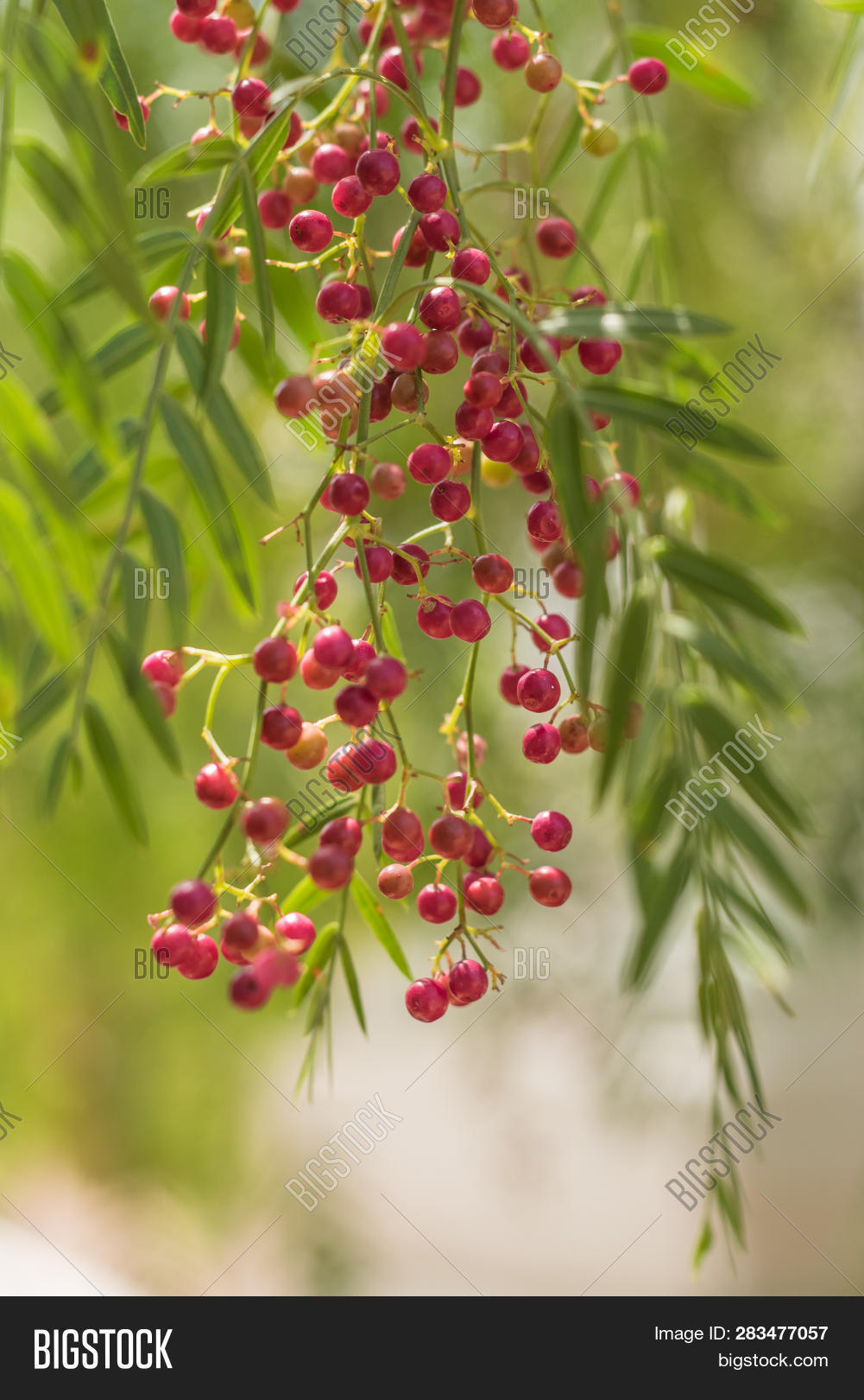 Pink Pepper Tree Image & Photo (Free Trial) | Bigstock
