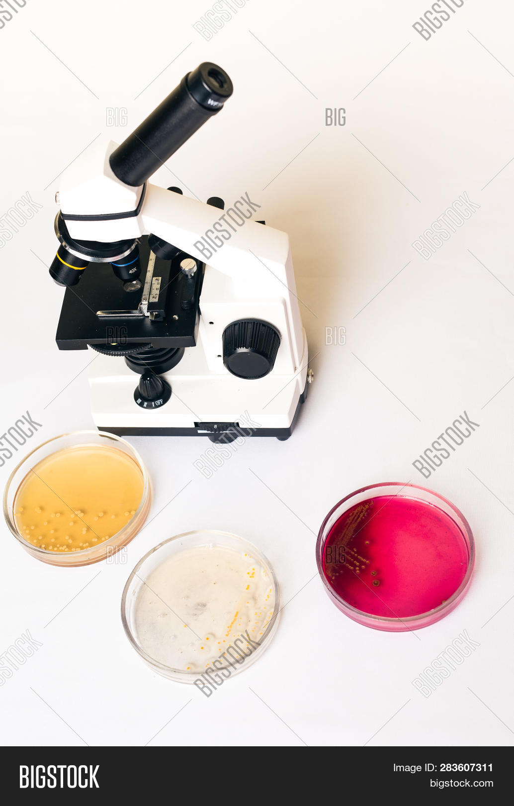 Lab Coli Scope E.coli Escherichia Image & Photo (Free Trial) | Bigstock