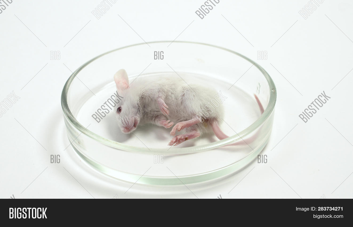 Laboratory Mouse Died Image & Photo (Free Trial) Bigstock