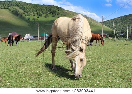 Bright Sleek And Brown Horse Herd Grazing On The Green Lawn. Colorful Sunrise
