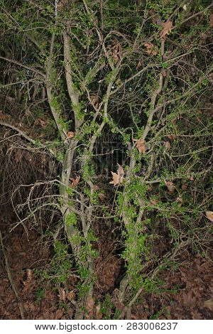 Dense Forest Next To The Agios Nikolaos Park Naousa Greece