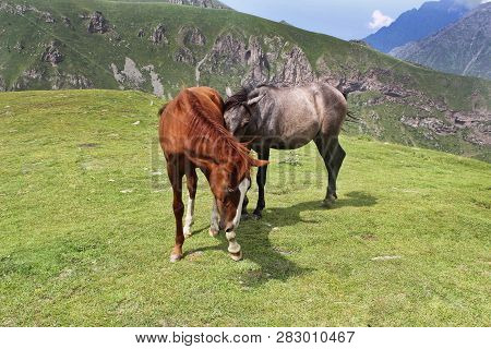 Two Horses Playing Against The Backdrop Of The Mountains