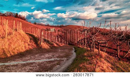 Colorful Sunset In The Italian Vineyards