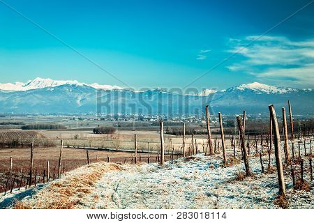 Snowy Morning In The Vineyard