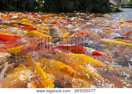 Japanese Koi Fish A The Sukhawadee Palace Near The City Of Pattaya In The Provinz Chonburi In Thaila