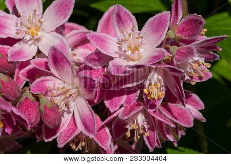 Strawberry Deutzia (deutzia Hybrida), Close-up Of The Flower Head