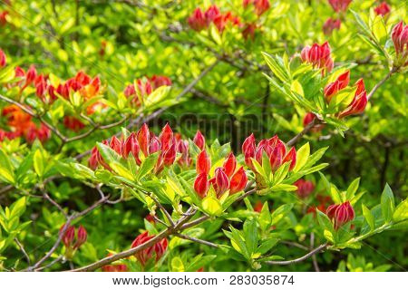 Rhododendron Frowers At The Sophienholm Garden, Skane, Sweden