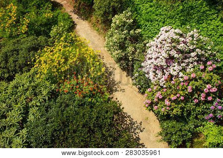 Rhododendron Frowers At The Sophienholm Garden, Skane, Sweden