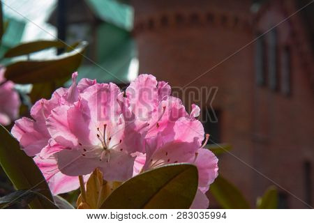 Rhododendron Frowers At The Sophienholm Garden, Skane, Sweden