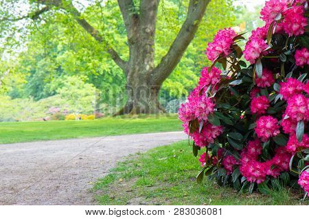 Rhododendron Frowers At The Sophienholm Garden, Skane, Sweden