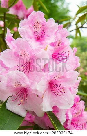 Rhododendron Frowers At The Sophienholm Garden, Skane, Sweden