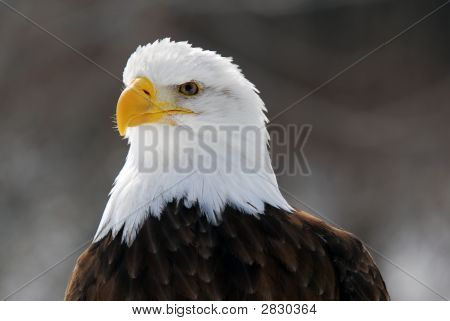 Águila calva americana