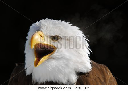 Águila calva americana